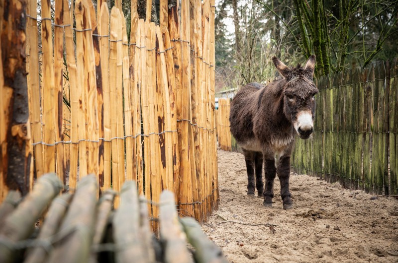 Ezelvang blij met kastanjehouten hekken Ezelvang blij met kastanjehouten hekken