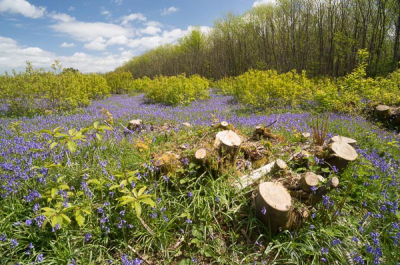 Wereld Milieudag Wereld Milieudag