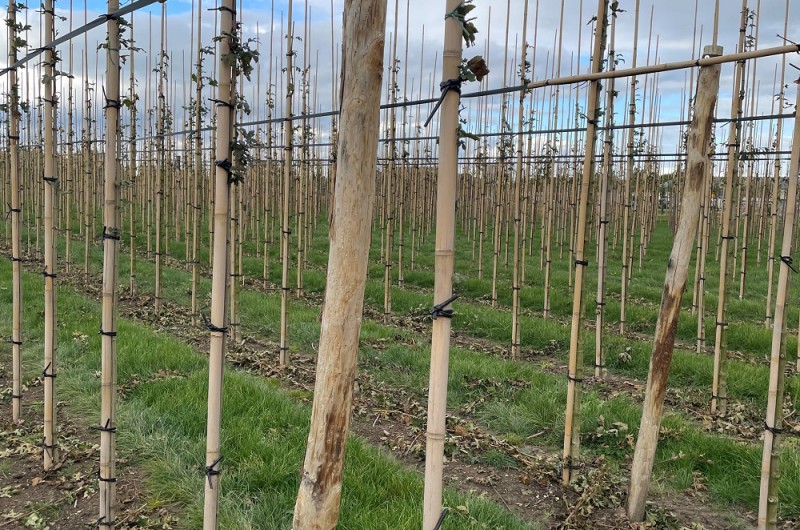 Het boomplantseizoen is weer begonnen